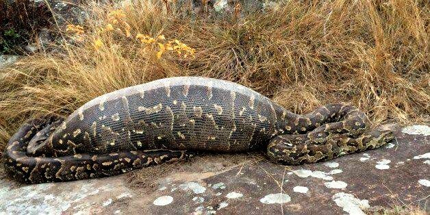 In Indonesia, a 54-year-old woman is completely swallowed alive by a 22-foot snake.
