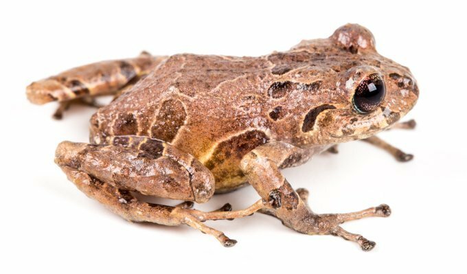 In Ecuador, researchers find six new varieties of rain frog.