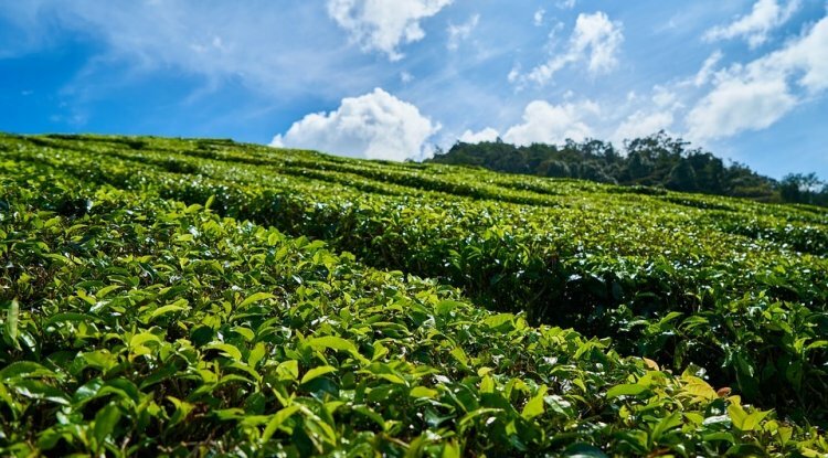 Tripura will acquire a tea auction centre