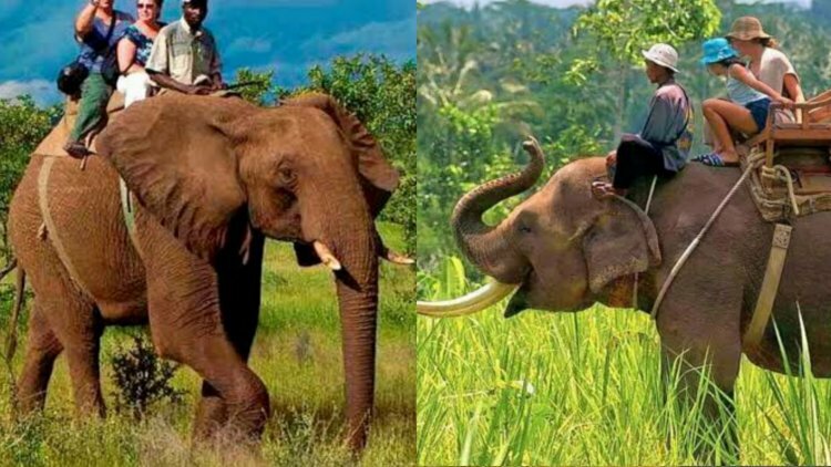 After two years, Assam's Kaziranga National Park offers an elephant safari to visitors