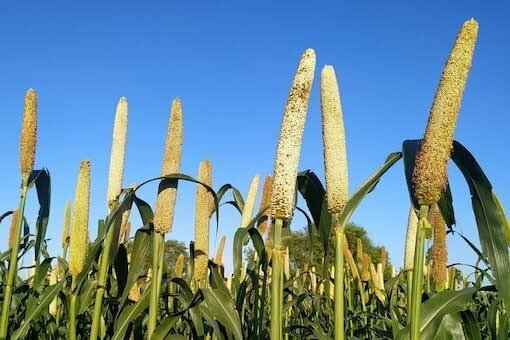 The Assam government introduces the "Assam Millet Mission" project to support agriculture