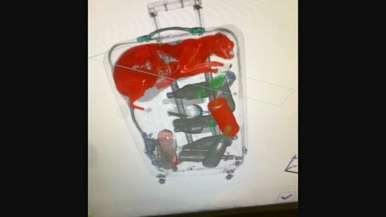 A Cat's Adventure Ends When Authorities Find It Inside A Luggage Piece At JFK Airport