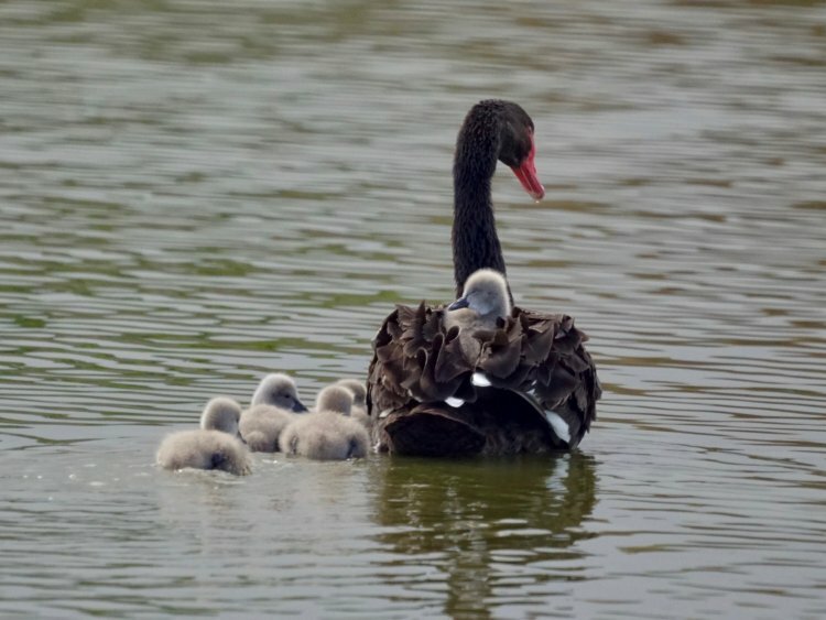 Chandigarh Bird Park released three young black swans
