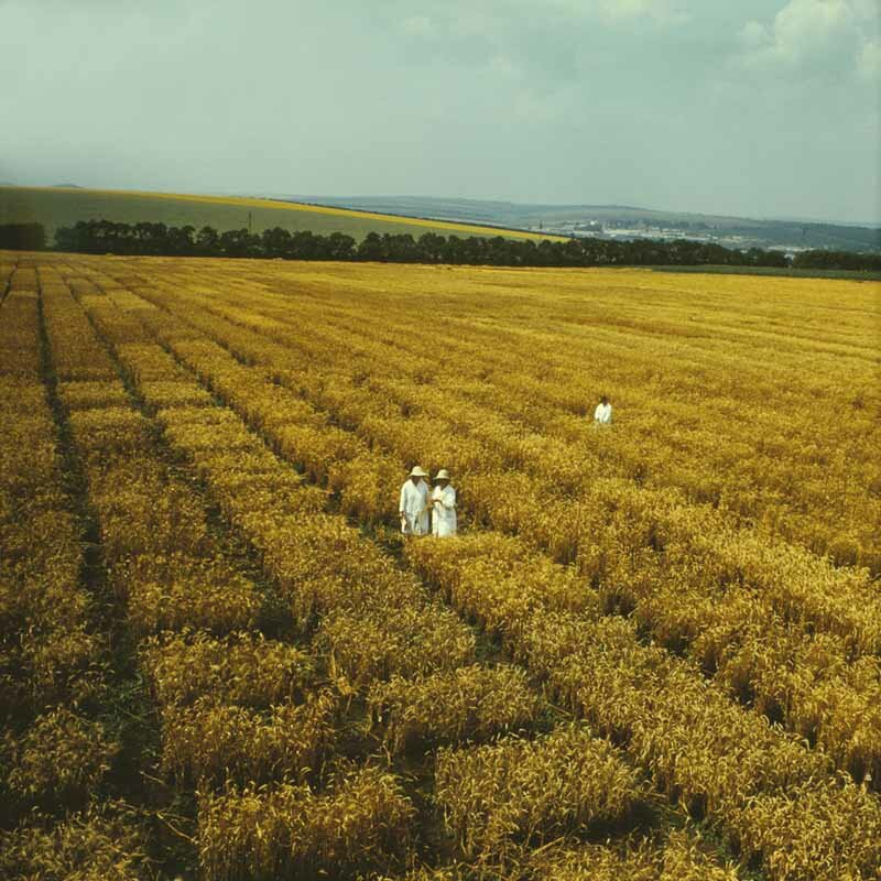India Bans Wheat Export; Sharp Rise In Domestic Prices