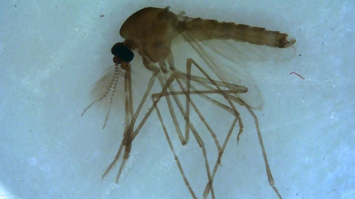 Maharashtra: Zika Virus detected In a seven year old girl