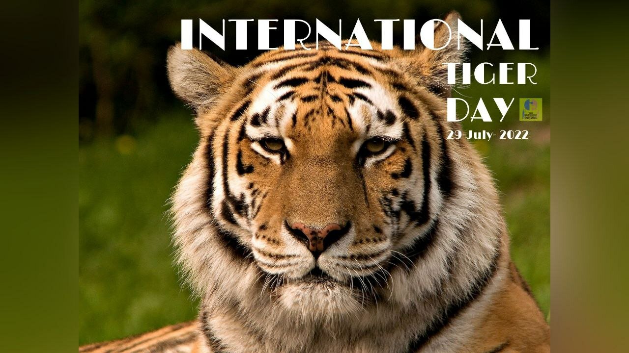 International Tiger Day; Tigers Were Often In Many Cultures Seen As Powerful And Dangerous Animals.